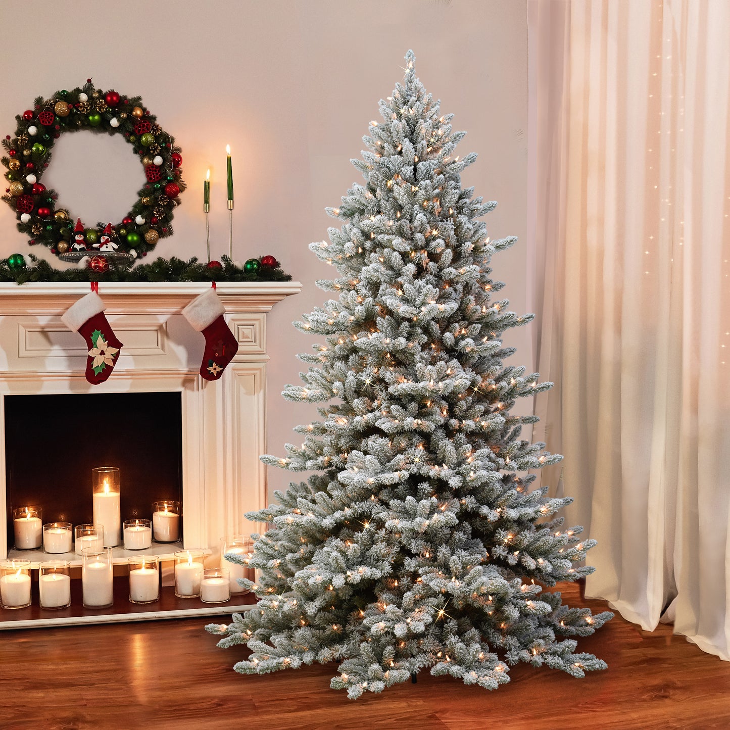 Royal Majestic Fraser Fir