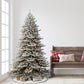 Royal Majestic Fraser Fir
