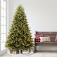7.5 / Full / Clear Incandescent