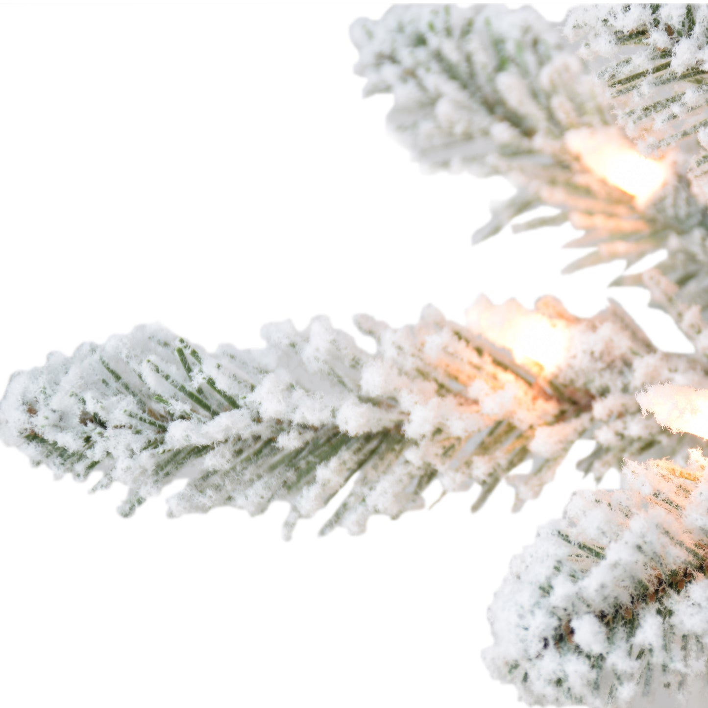 Royal Majestic Fraser Fir