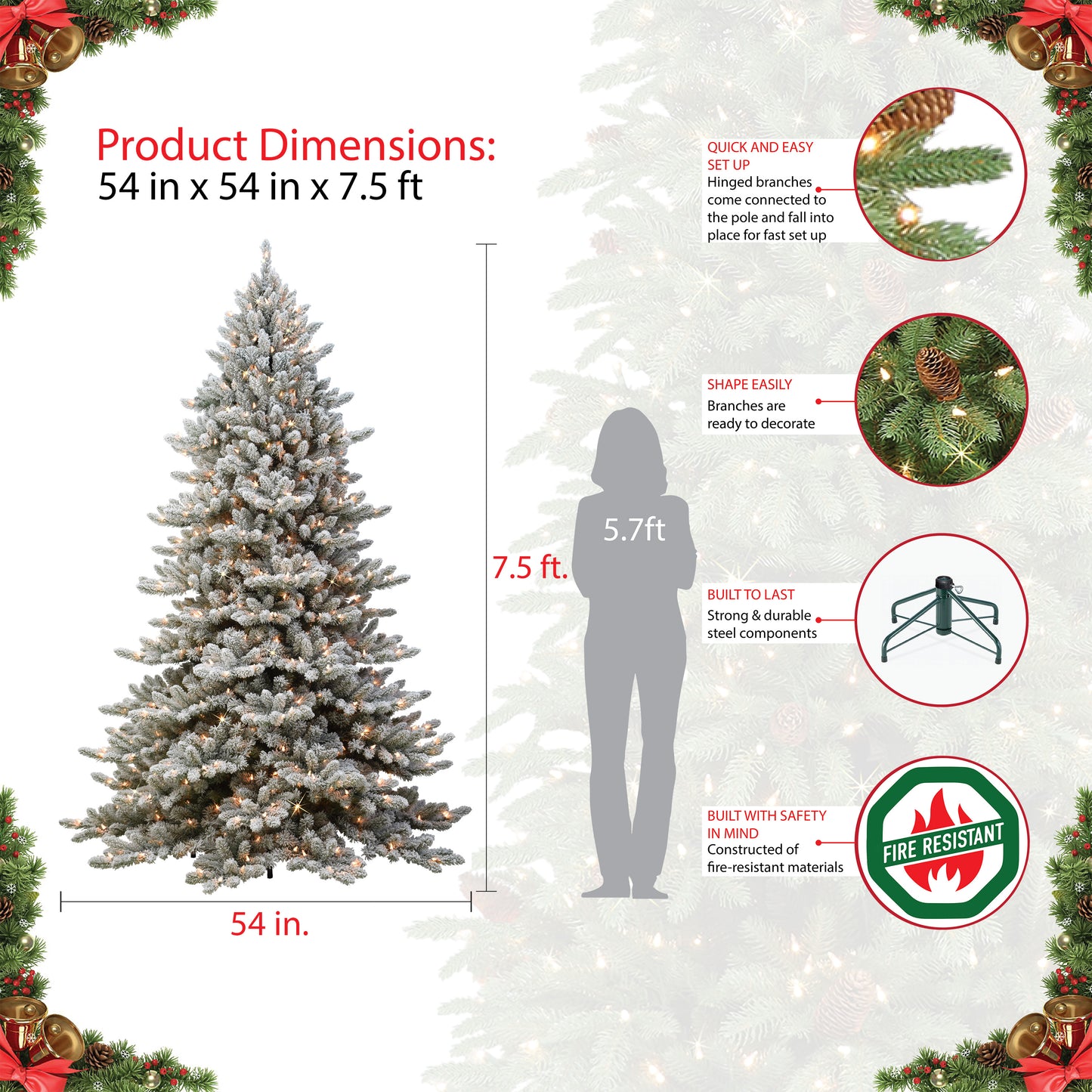 Royal Majestic Fraser Fir