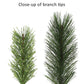 6.5 / Clear Incandescent / Green
