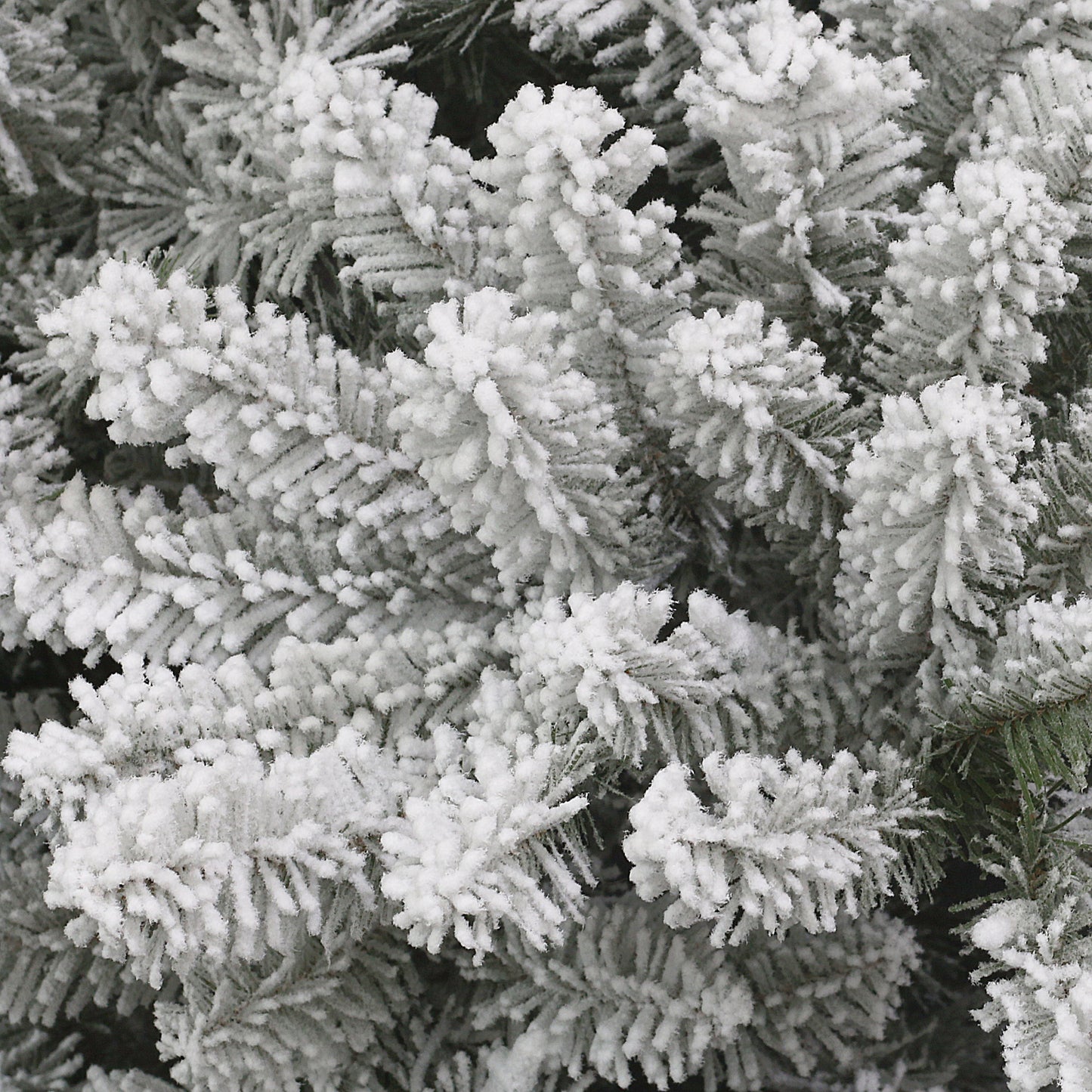 Royal Majestic Fraser Fir