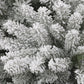 Royal Majestic Fraser Fir