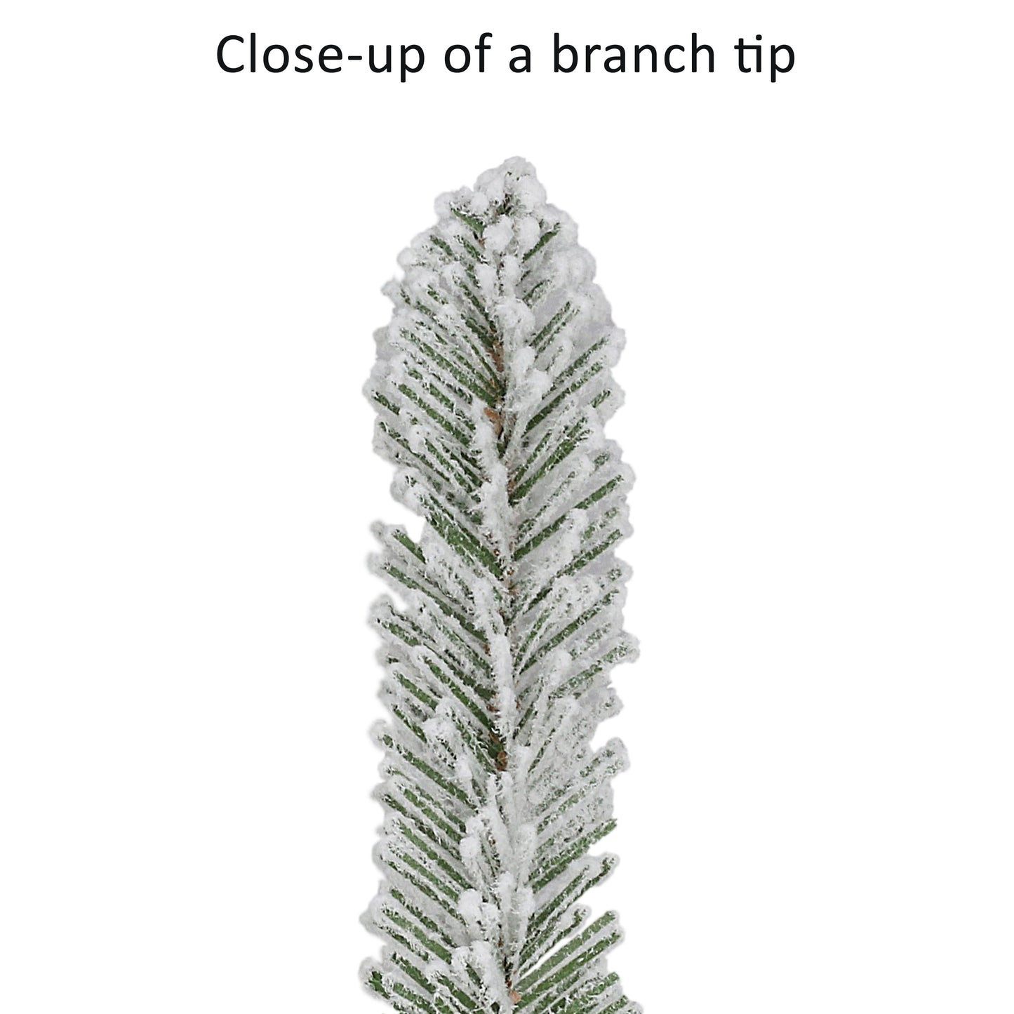 Royal Majestic Fraser Fir