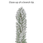 Royal Majestic Fraser Fir