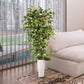 6 ft. Artificial Ficus Microcarpa Tree with White Decorative Pot