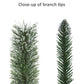 Silverton Pine